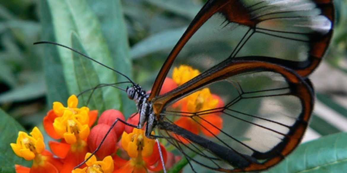 I 7 Tipi Di Farfalle Piu Belle Del Mondo