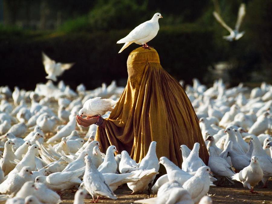 Risultati immagini per steve mc curry animals