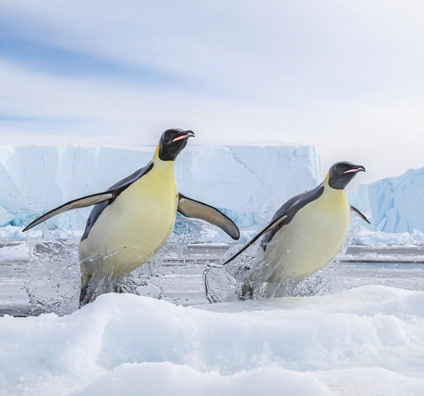Come Fanno I Pinguini A Resistere Al Freddo
