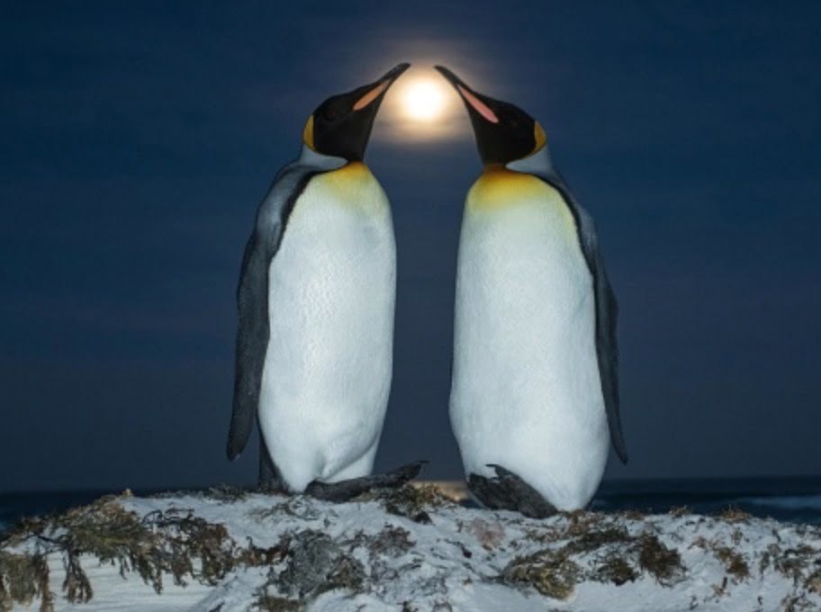 Come Fanno I Pinguini A Resistere Al Freddo
