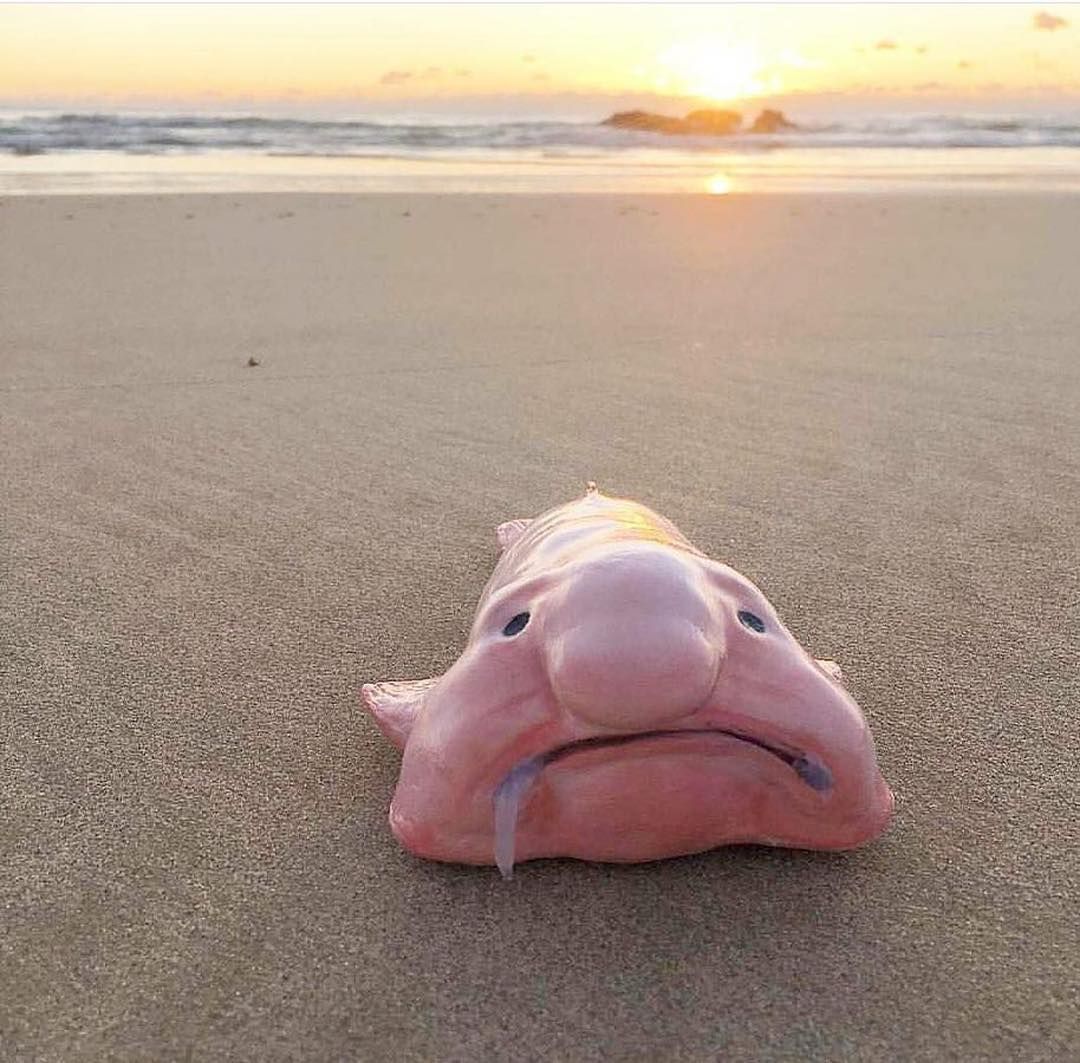 Il pesce blob, l’animale più brutto del mondo Il pesce blob, l’animale più brutto del mondo