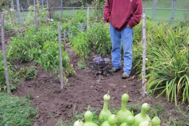Giardiniere si prende cura di piante e ortaggi in giardino